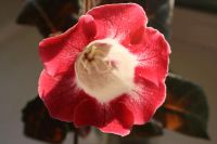 Лот: 4229640. Фото: 4. Глоксиния красно-белая (всё растение... Красноярск