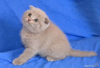 Лот: 4076291. Фото: 2. Вислоухая красавица). Животные и уход