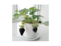 Лот: 3763190. Фото: 2. Чёрная клубника, светлая печаль... Семена, рассада, садовые растения