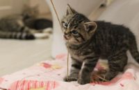 Лот: 17504664. Фото: 4. Отдам котят. Красноярск