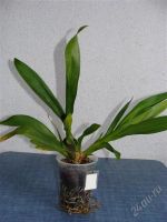 Лот: 2120000. Фото: 2. орхидея Colm. Wild cat var. Golden... Комнатные растения и уход