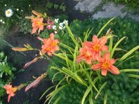 Лот: 9080648. Фото: 4. Лилейник 2 Hemerocallis Fulva... Красноярск