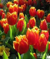 Лот: 15111835. Фото: 3. Тюльпаны оптом Кемерово сорт Fabio. Сувениры, подарки