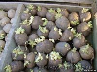 Лот: 4113270. Фото: 2. картофель семенной. Продукты