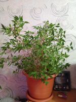 Лот: 19317398. Фото: 2. Фикус Наташа. Комнатные растения и уход