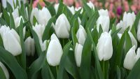 Лот: 16993368. Фото: 7. Тюльпаны оптом Darwi Snow Кемерово...