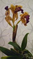 Лот: 8610742. Фото: 6. орхидея каттлея желтая с малиновой...