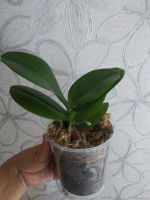 Лот: 14413652. Фото: 5. Орхидея Фаленопсис Kaoda Twinkle...