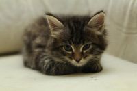 Лот: 3423711. Фото: 6. Котята, котенок, киска