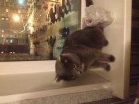 Лот: 3708371. Фото: 2. Котенок британца,девочка...!!!. Животные и уход