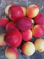 Лот: 19417063. Фото: 3. Вкусные, сочные ранетки (ведро... Красноярск
