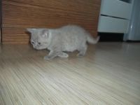 Лот: 4949523. Фото: 7. Британские котята