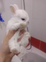 Лот: 17338582. Фото: 2. Декоративные крольчата малыши. Животные и уход