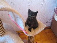 Лот: 4234755. Фото: 3. британцы. Растения и животные