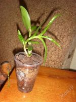 Лот: 1235426. Фото: 2. Дендробиум Нобеля Детка. Комнатные растения и уход