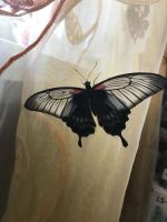 Лот: 12203725. Фото: 15. Дари эмоции. БаБоЧкА. Тропическая...