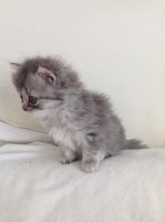 Лот: 7178196. Фото: 6. Породистый мальчик-шотландец ищет...