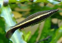 Лот: 16512147. Фото: 2. Пецилобрикон (Nannostomus eques... Аквариумистика