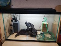 Лот: 17030111. Фото: 2. Аквариум. Аквариумистика