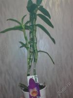 Лот: 1612962. Фото: 2. Орхидея Дендробиум благородный... Комнатные растения и уход