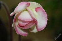 Лот: 2889160. Фото: 3. Глоксиния 31 (цветущее растение... Растения и животные