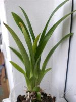 Лот: 1464041. Фото: 2. Орхидея одонтоглоссум. Комнатные растения и уход