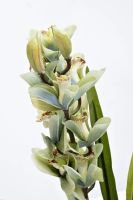 Лот: 21289789. Фото: 2. Орхидея CYMBIDIUM искусств. лаймовая... Цветы, букеты