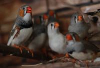 Лот: 10067476. Фото: 2. Амадины (молодая готовая пара... Животные и уход