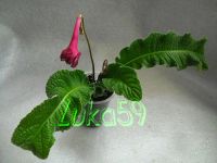 Лот: 1737491. Фото: 2. Деленка стрептокарпуса Raspberry... Комнатные растения и уход