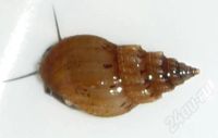 Лот: 346664. Фото: 2. Улитка Melanoides granifera или... Аквариумистика