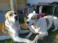 Лот: 4587532. Фото: 3. Среднеазиатская овчарка САО Алабай... Растения и животные