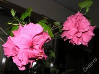 Лот: 482467. Фото: 3. гибискус махровый розовый. Растения и животные