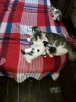 Лот: 11958011. Фото: 3. Котят от додим даром. Растения и животные