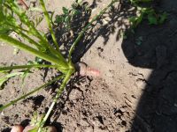 Лот: 2458131. Фото: 4. Фиолетовая морковь. Семена. Красноярск