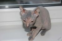 Лот: 5919662. Фото: 2. кошка лысая. Животные и уход