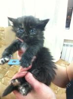Лот: 2419361. Фото: 2. Котенок-девочка простая черепаховый... Животные и уход