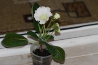 Лот: 4059060. Фото: 4. Глоксиния белая (всё растение). Красноярск