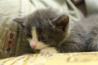Лот: 3368926. Фото: 2. Коята, киска, котёнок. Животные и уход