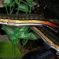 Лот: 16205112. Фото: 3. Змееголов красный (Channa micropeltes... Растения и животные