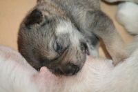 Лот: 4250395. Фото: 4. Отдам щеночка в хорошие руки. Красноярск