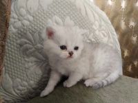 Лот: 15209873. Фото: 3. британские котята. Растения и животные