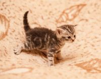 Лот: 4310407. Фото: 5. Котята британцы.