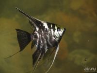 Лот: 17908359. Фото: 2. Скалярии (Pterophyllum scalare... Аквариумистика
