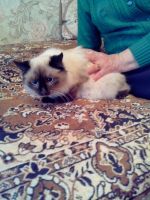 Лот: 12699330. Фото: 5. Котёнок, помесь бирманской породы...