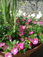 Лот: 11356370. Фото: 2. Петуния ампельная Opera Pink Morn... Семена, рассада, садовые растения