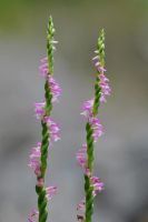Лот: 6336307. Фото: 3. Скрученник китайский (Spiranthes... Для дачи, дома, огорода, бани, парка