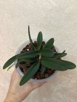 Лот: 25882101. Фото: 2. Каттлея Schilleriana # sib. Комнатные растения и уход