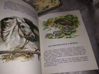 Лот: 16372063. Фото: 3. Тамбиев А. Кто в кустарниках живет... Литература, книги