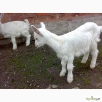 Лот: 11277765. Фото: 3. Козочки молодые, дойные. Растения и животные