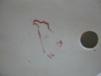 Лот: 15295260. Фото: 4. Девочка с колли Собака Детство... Красноярск